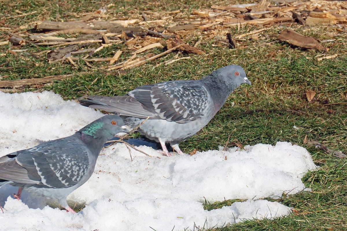 Rock Pigeon (Feral Pigeon) - ML646983878