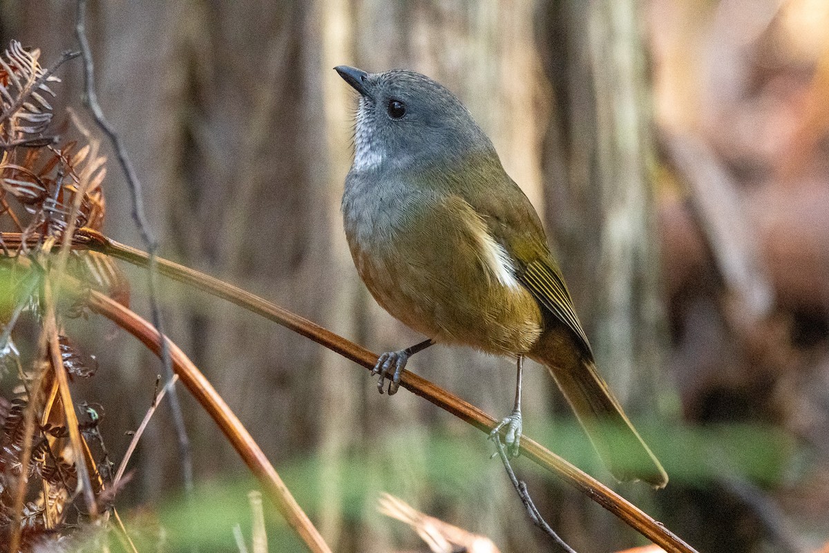 オリーブモズヒタキ - ML646983883