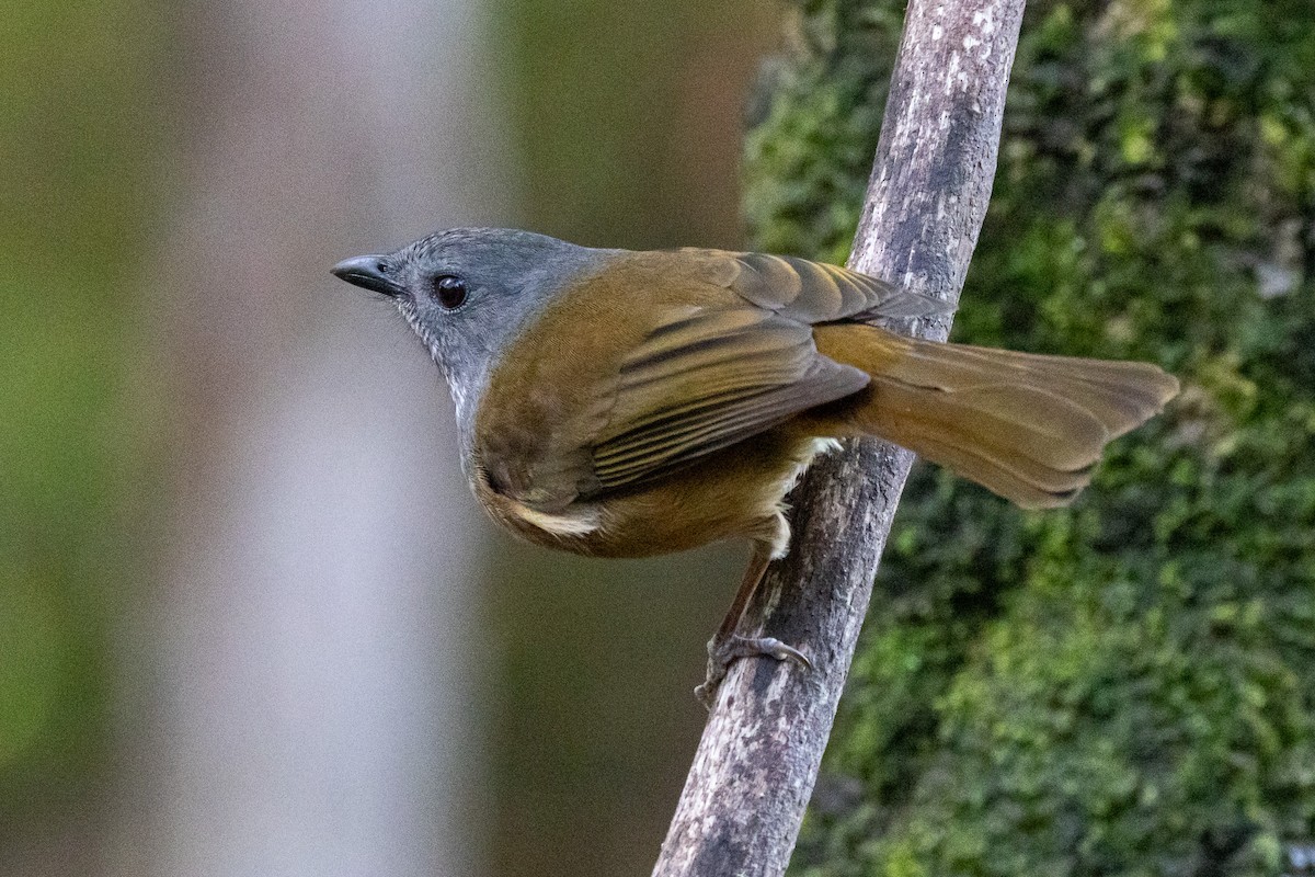 オリーブモズヒタキ - ML646983884