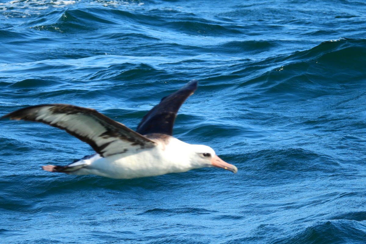 Laysan Albatross - ML646983889