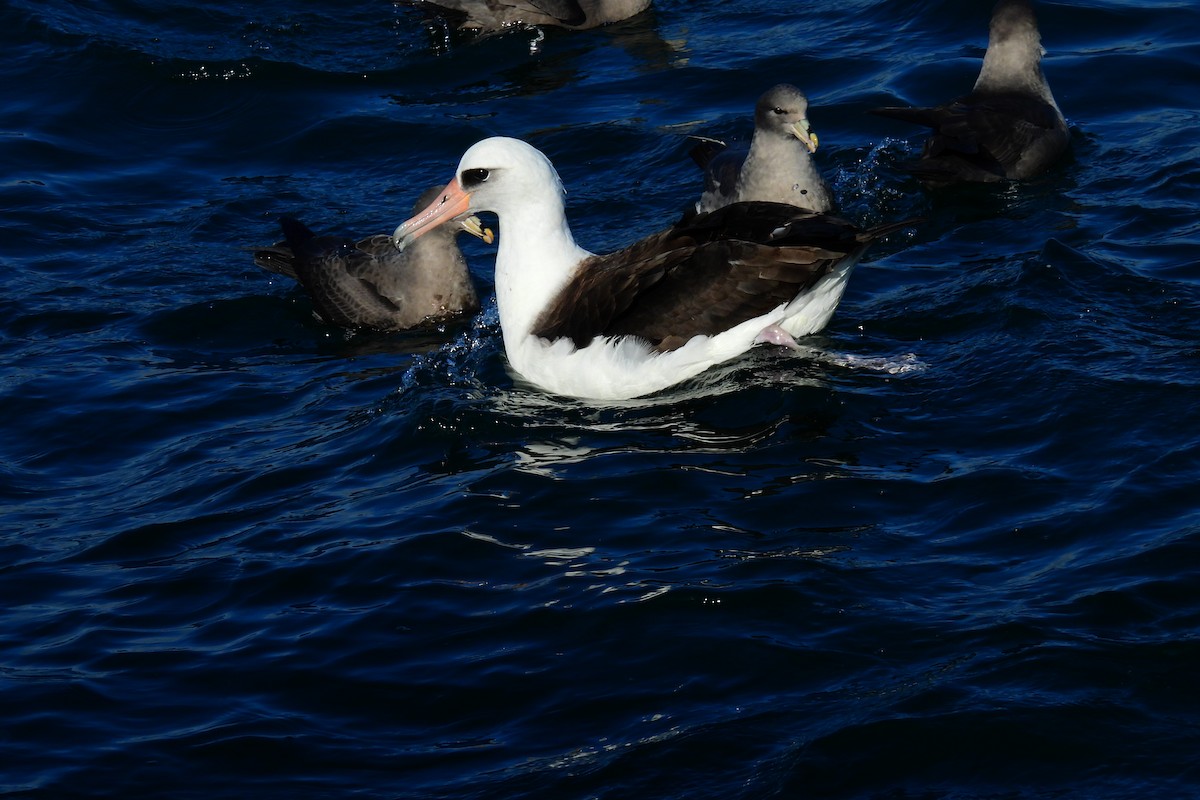 Laysan Albatross - ML646983890