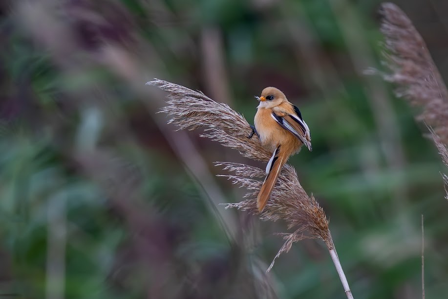 Сахалт хөх бух - ML646983891