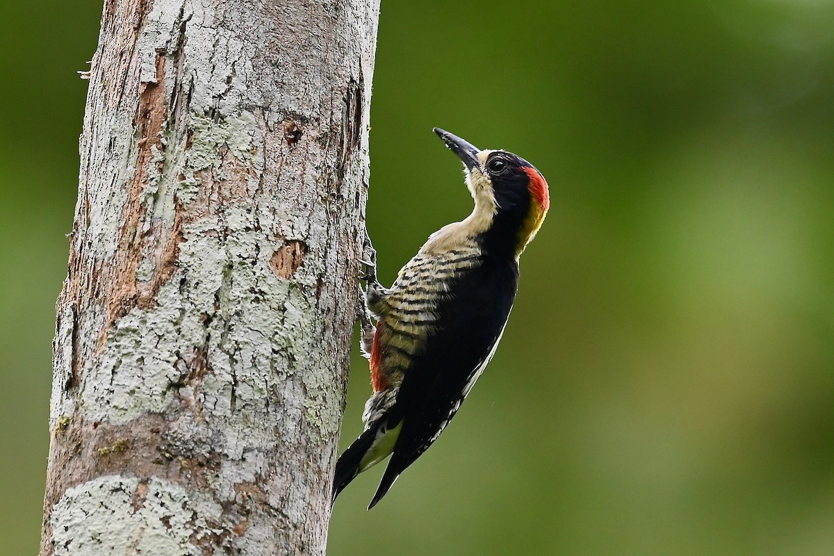 Гіла колумбійська - ML646983899