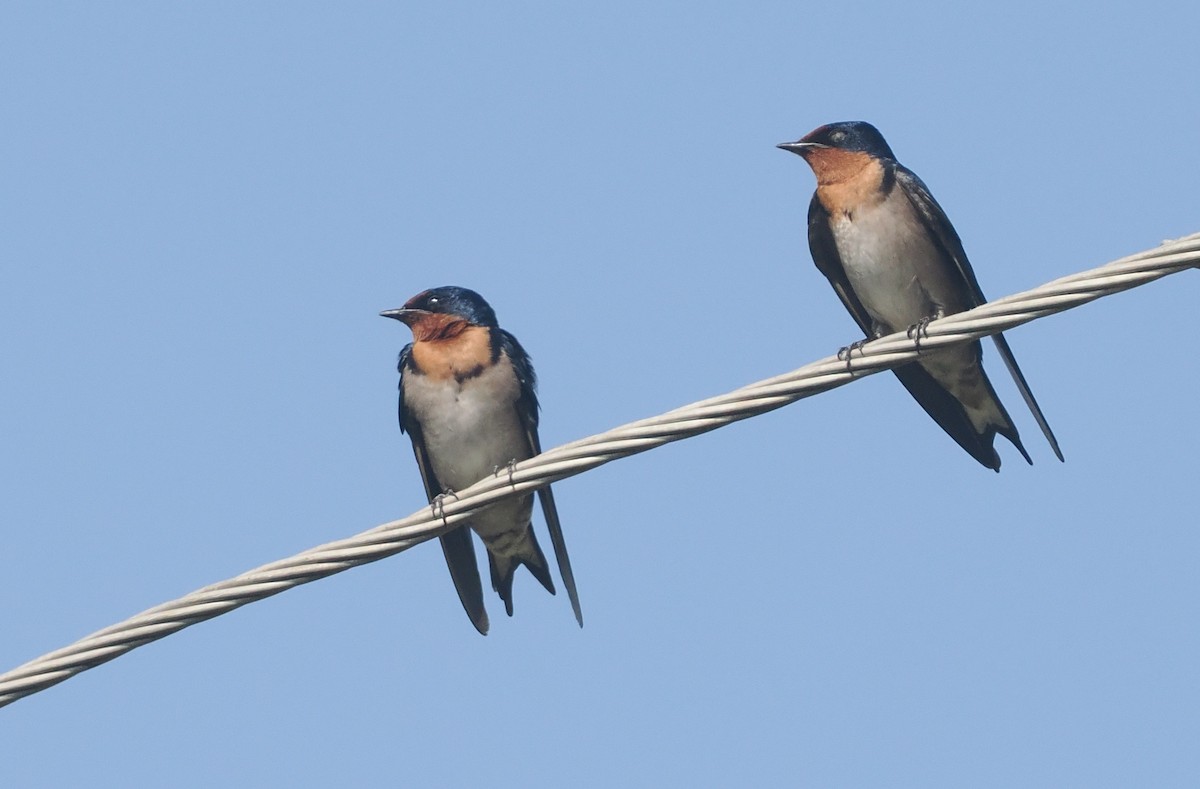 Golondrina Angoleña - ML646983900