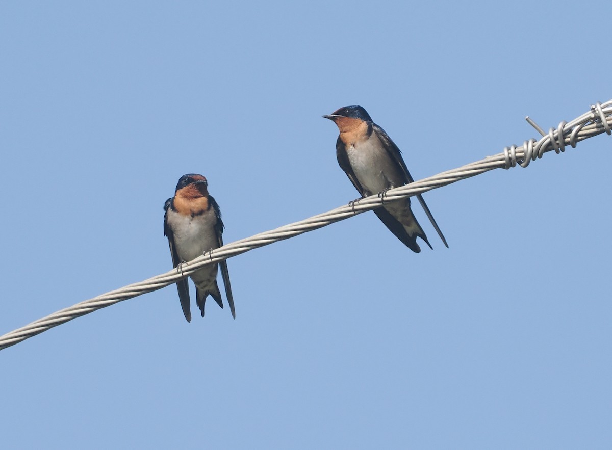 Golondrina Angoleña - ML646983901