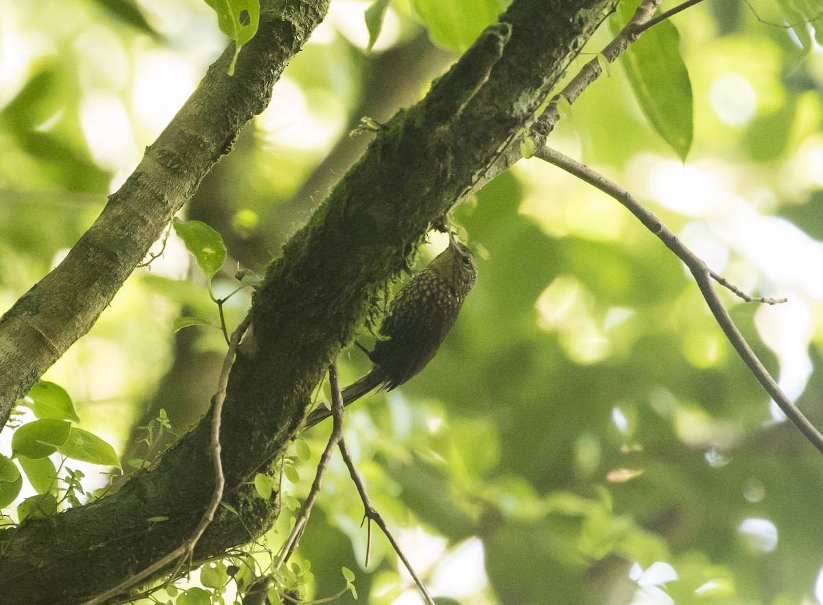 Spotted Barbtail - ML646983907