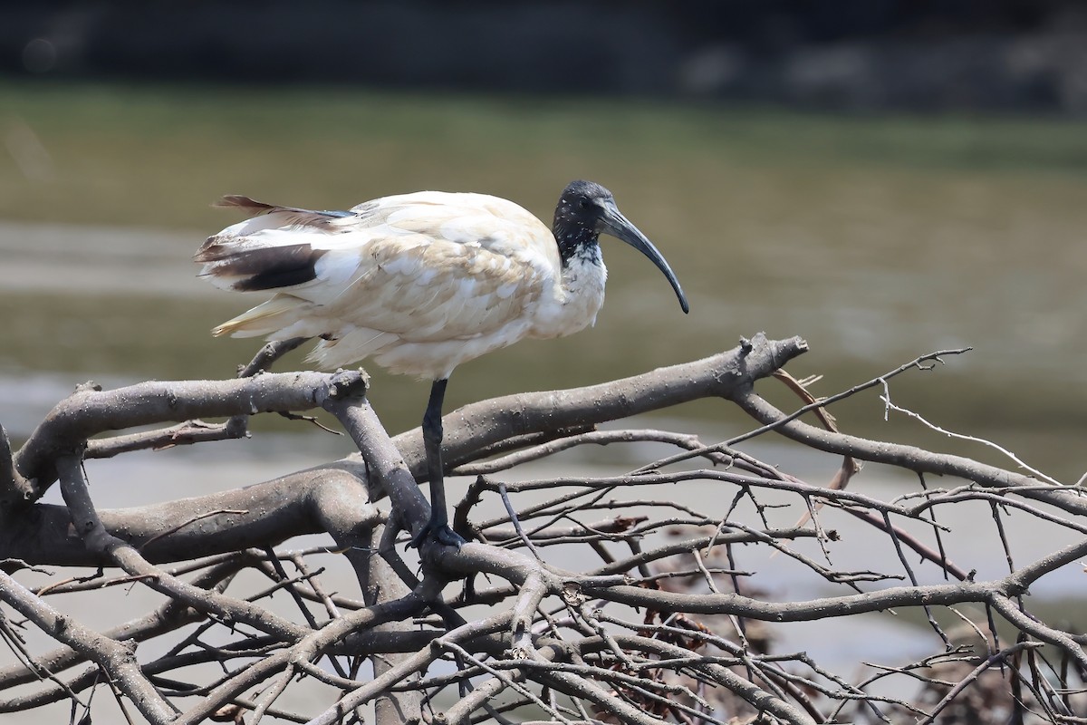 Australian Ibis - ML646983909