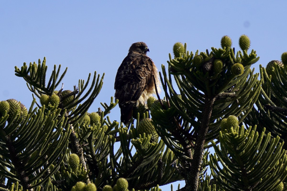 rødstjertvåk - ML646983910