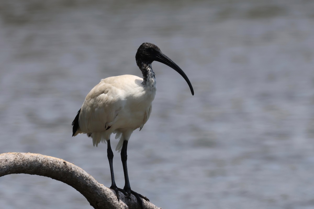 Australian Ibis - ML646983911