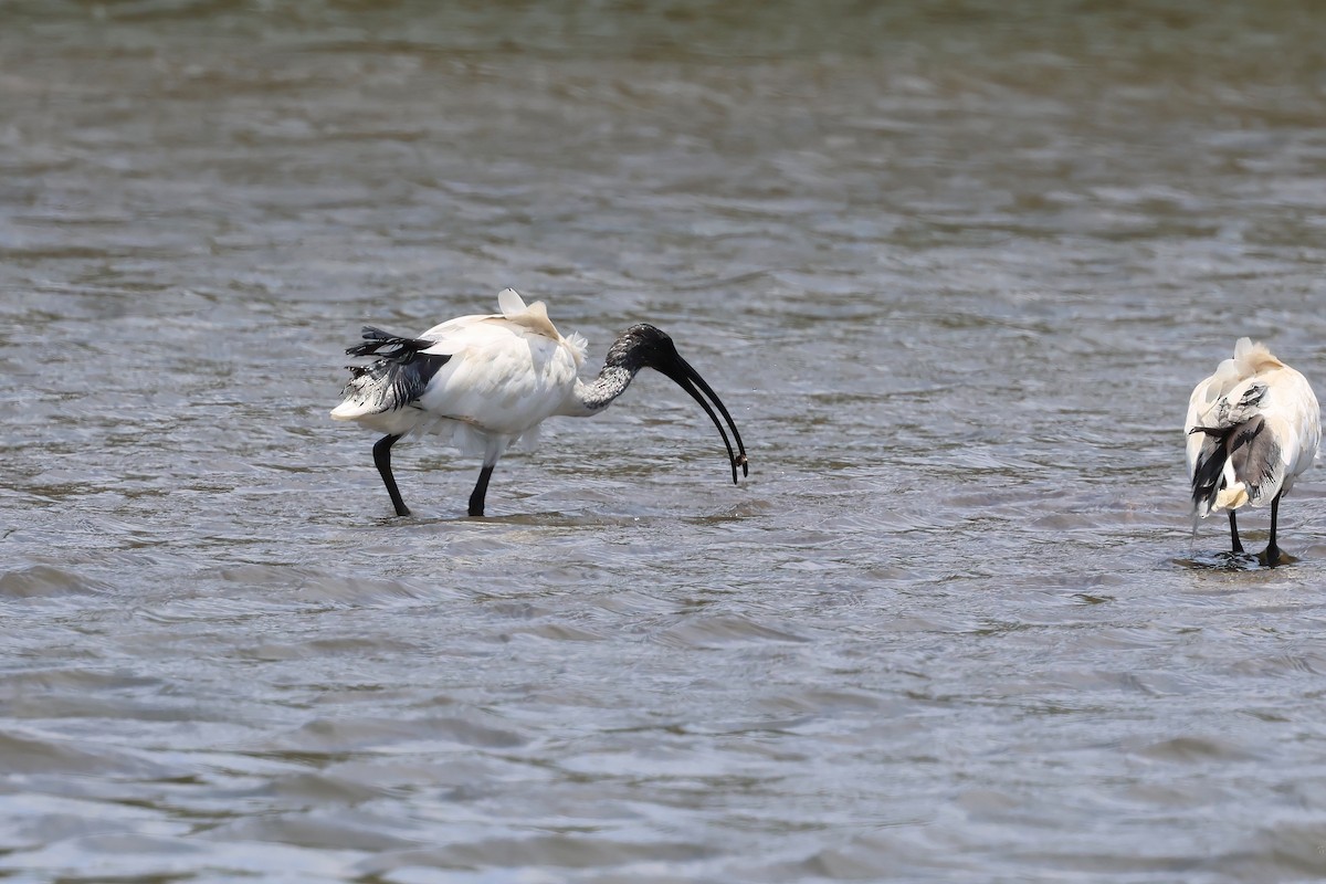 Australian Ibis - ML646983912