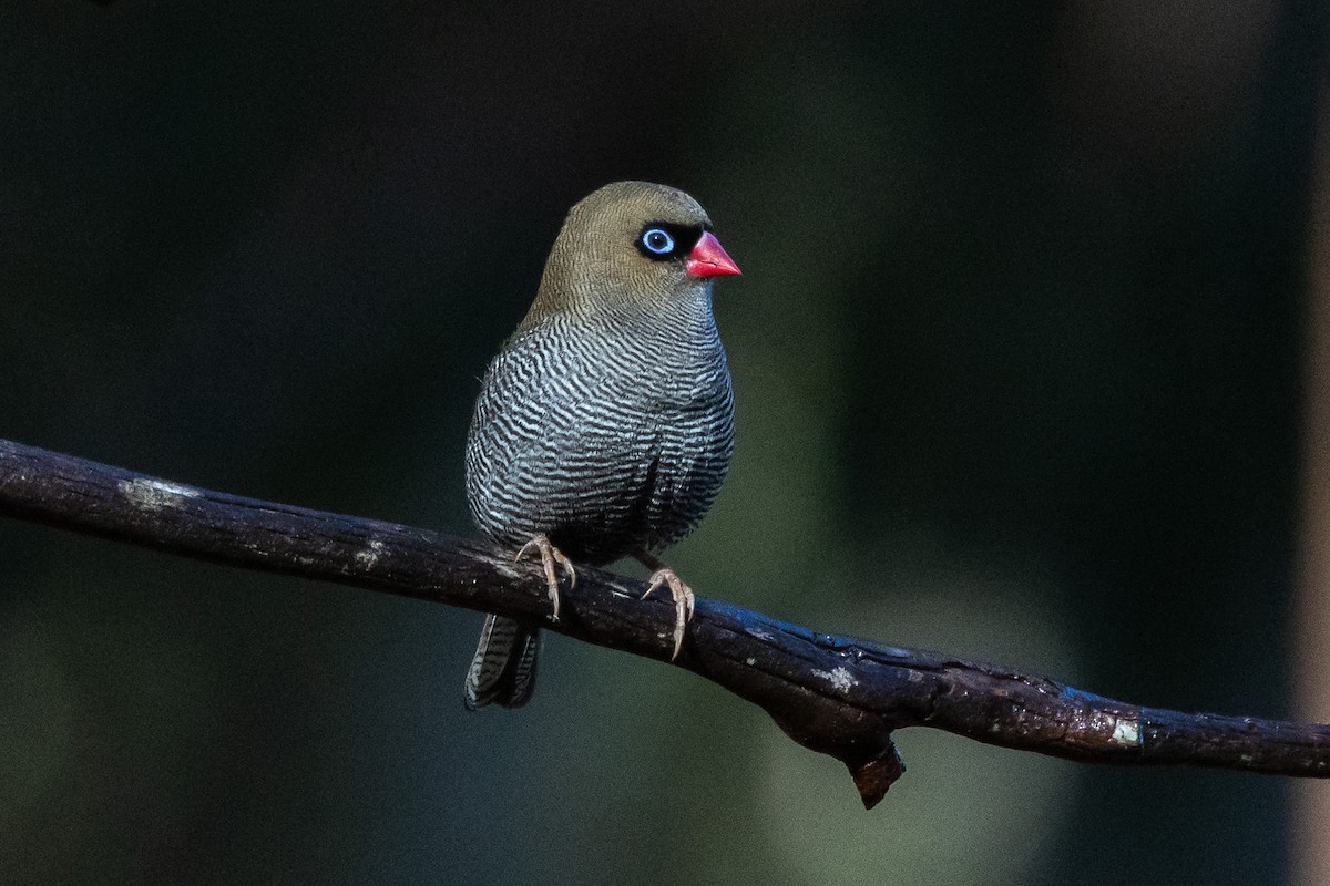 サザナミスズメ - ML646983918