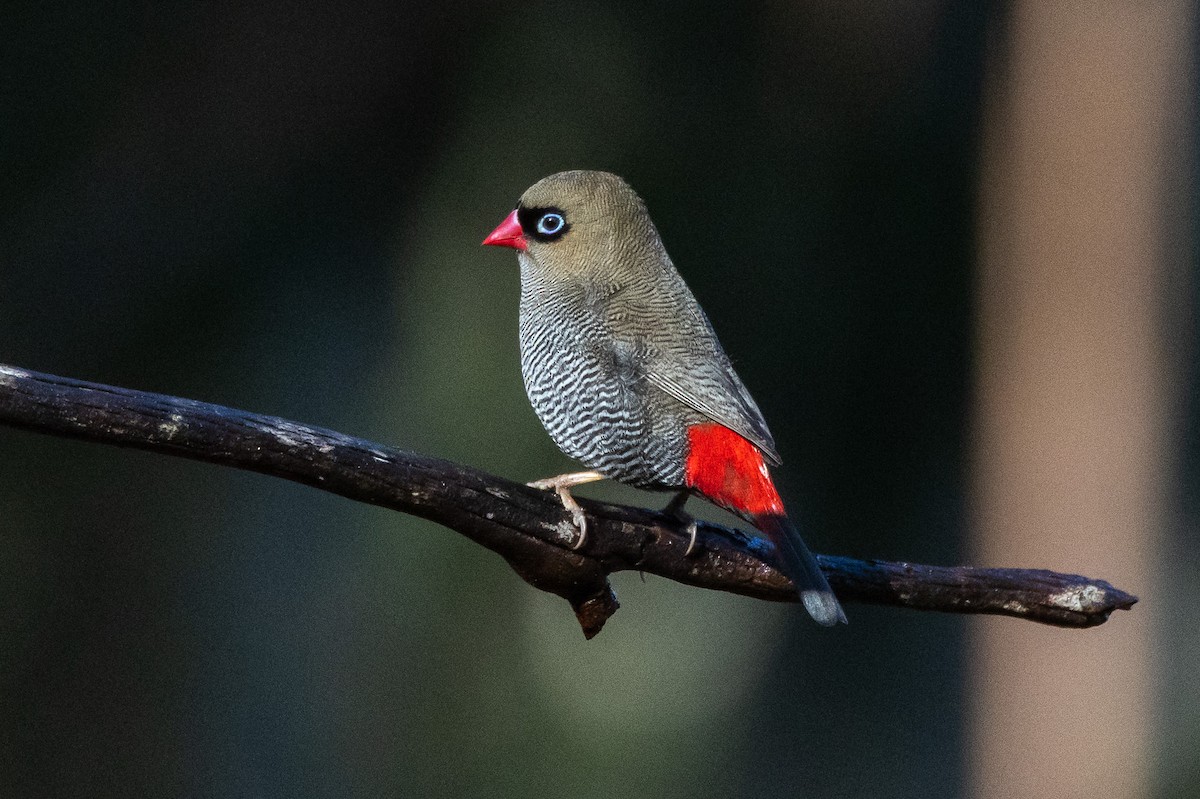 サザナミスズメ - ML646983919