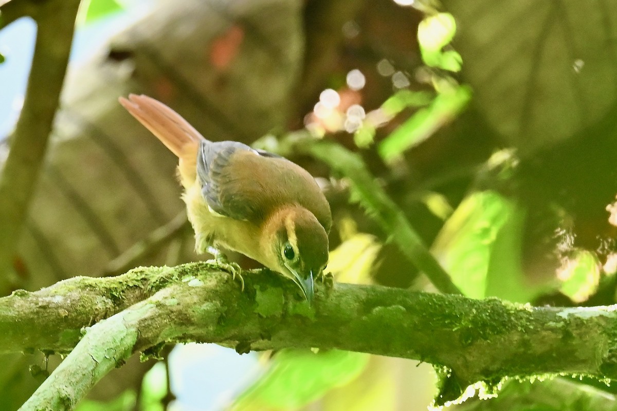 Філідор широкобровий - ML646983920