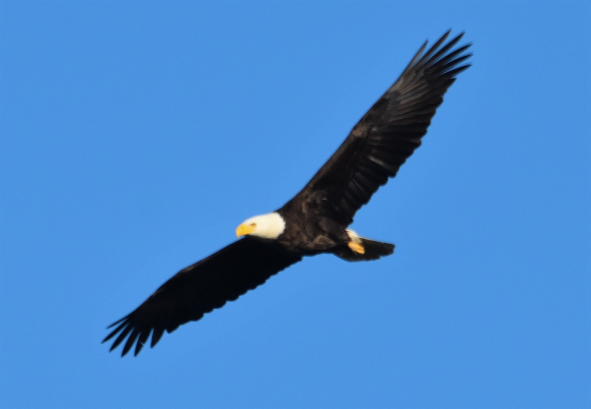 orel bělohlavý - ML646983921