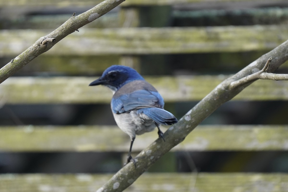 krattskrike - ML646983932