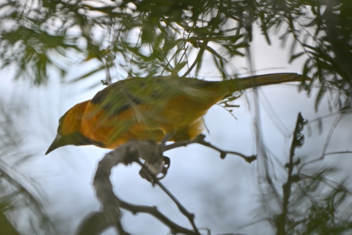 Altamira Oriole - ML646983933