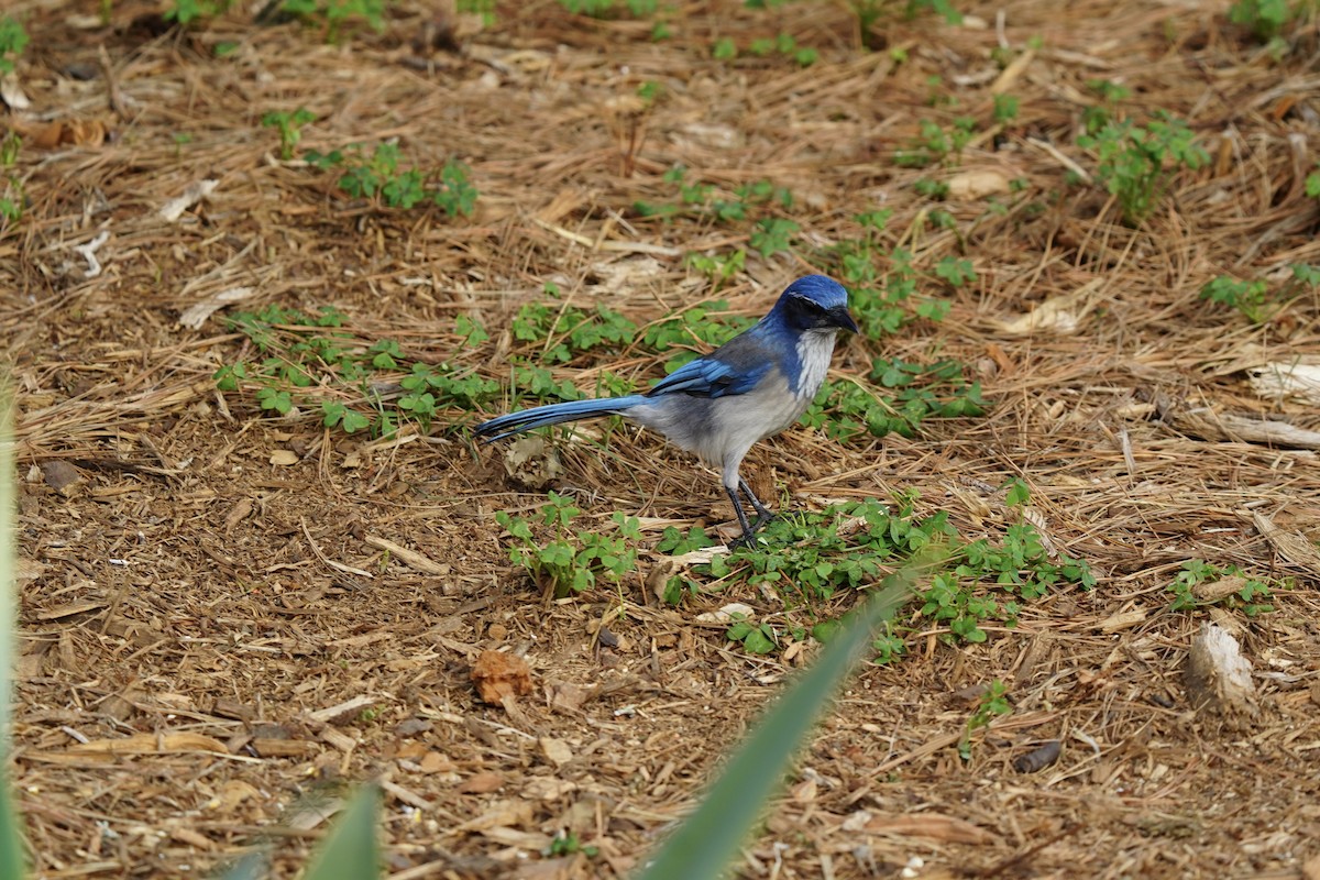 krattskrike - ML646983939