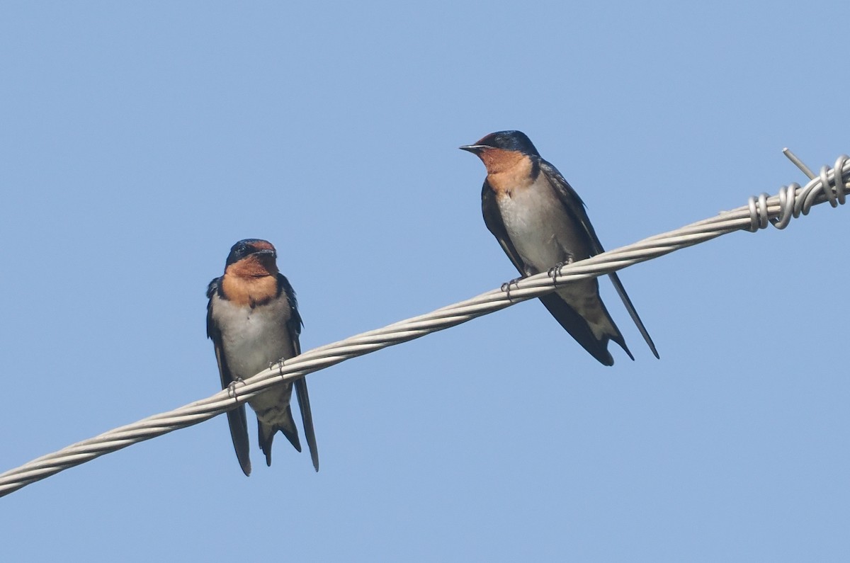 Golondrina Angoleña - ML646983940