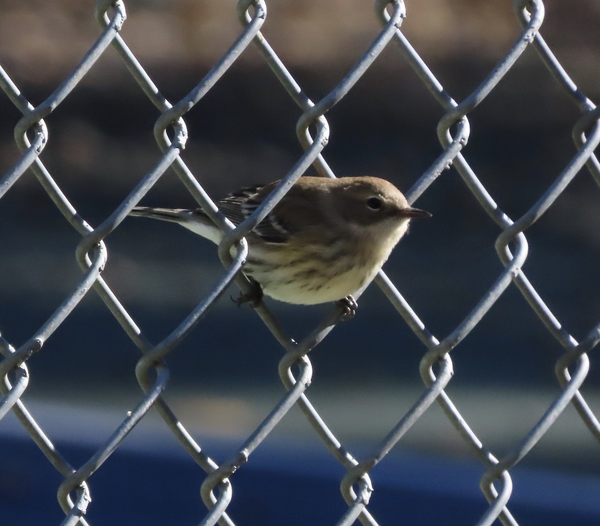Yellow-rumped Warbler (Myrtle) - ML646983951