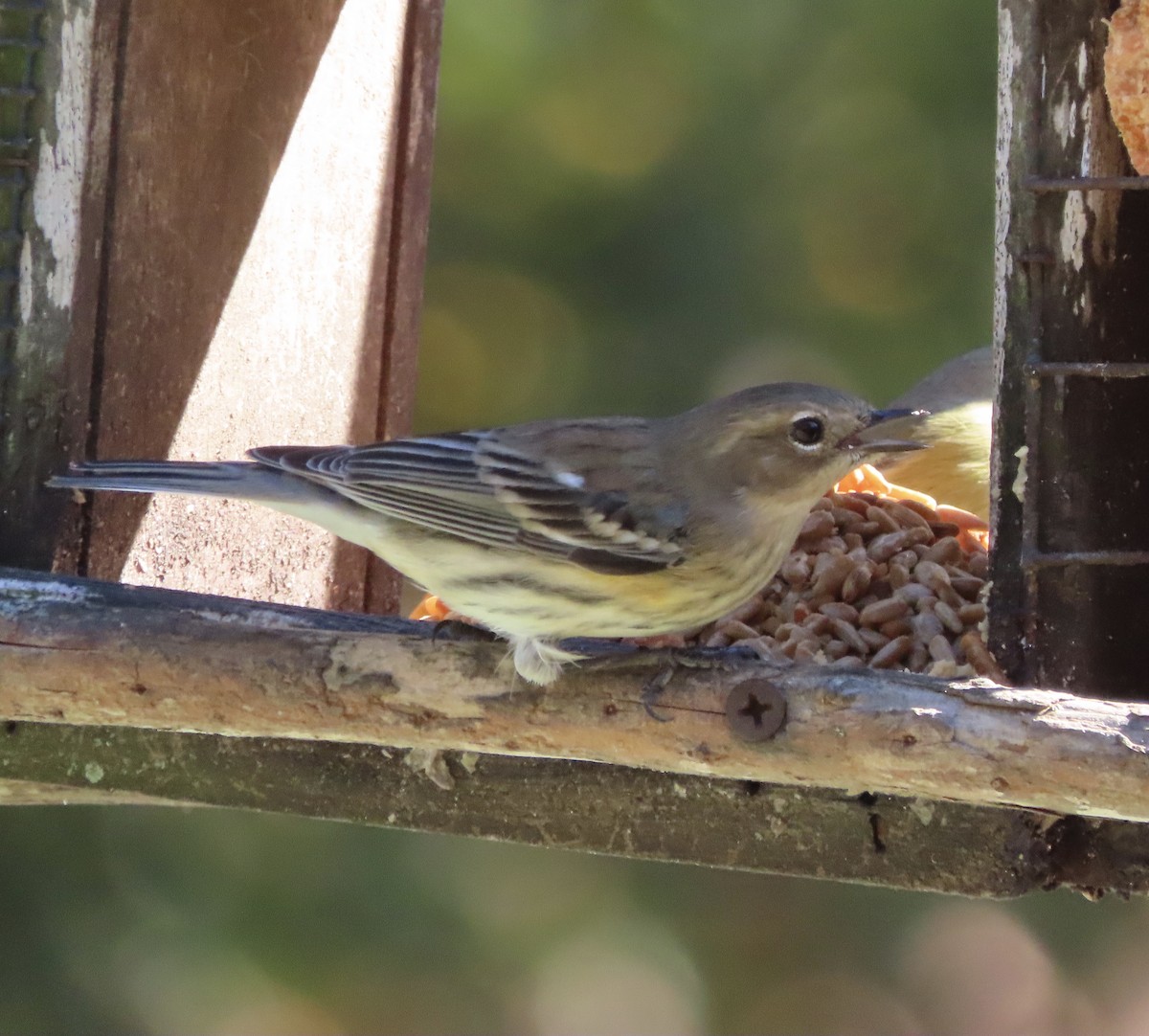 Yellow-rumped Warbler (Myrtle) - ML646983953