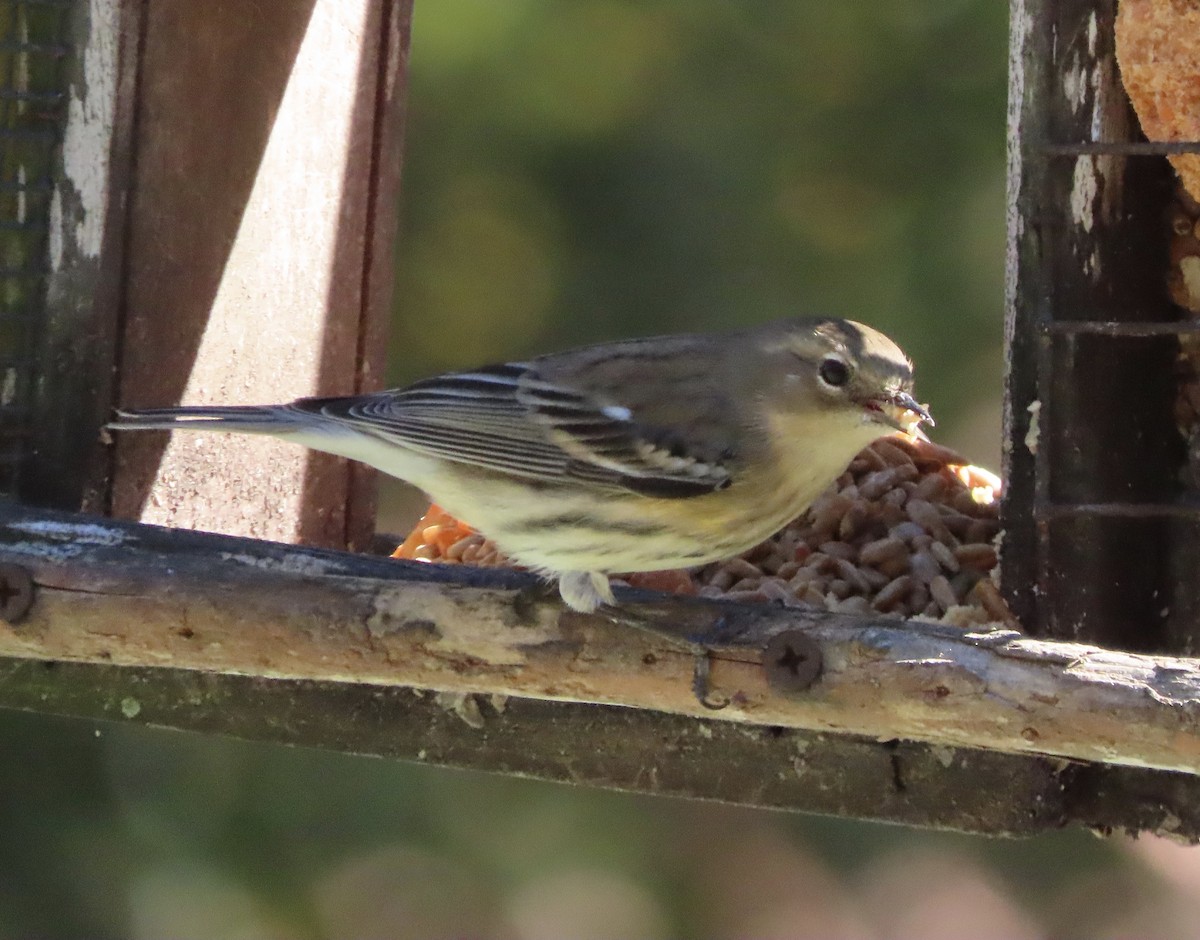 Yellow-rumped Warbler (Myrtle) - ML646983954