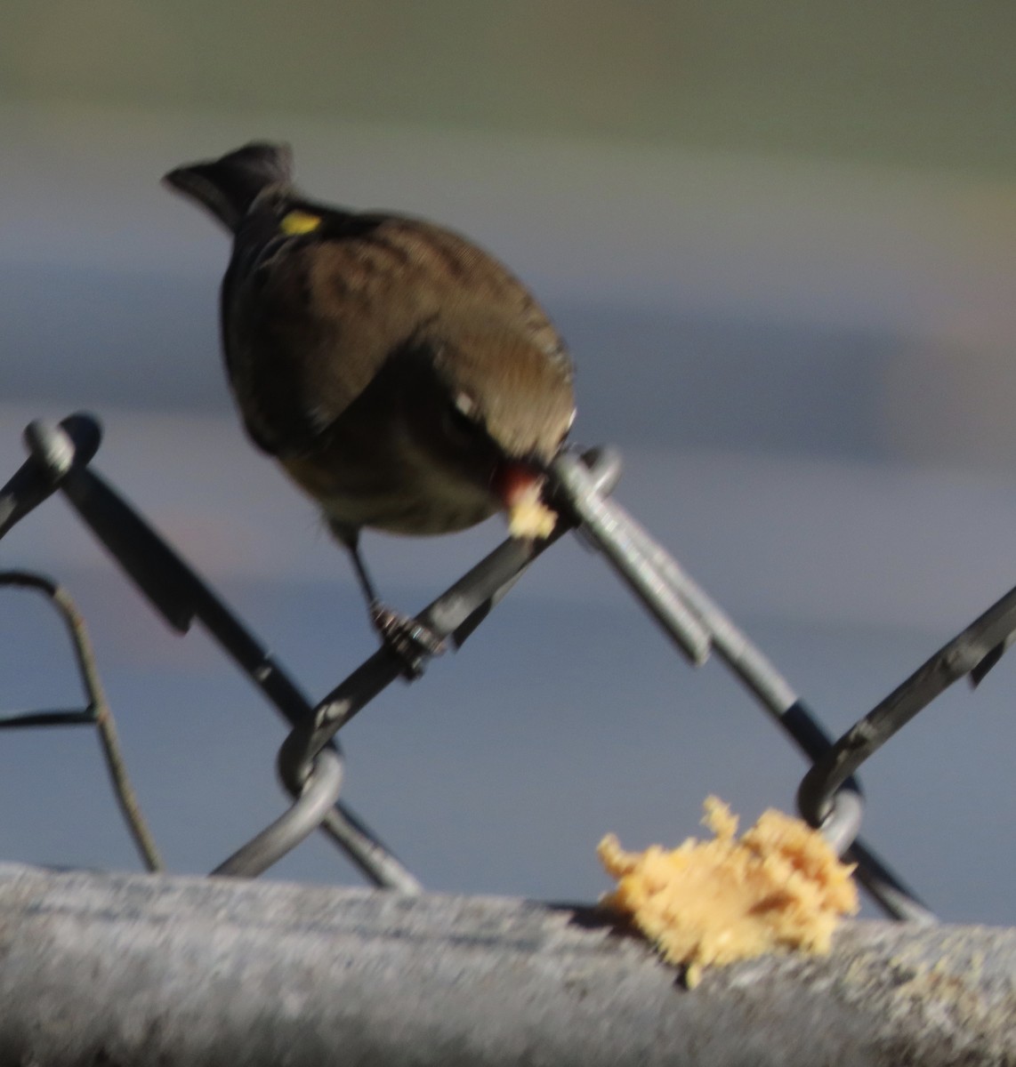 Yellow-rumped Warbler (Myrtle) - ML646983956
