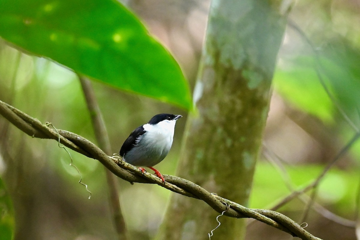 Saltarín Barbiblanco - ML646983957
