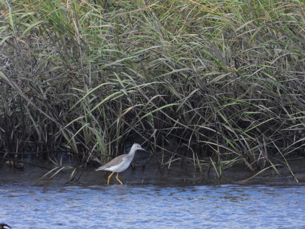 Greater Yellowlegs - ML646983958