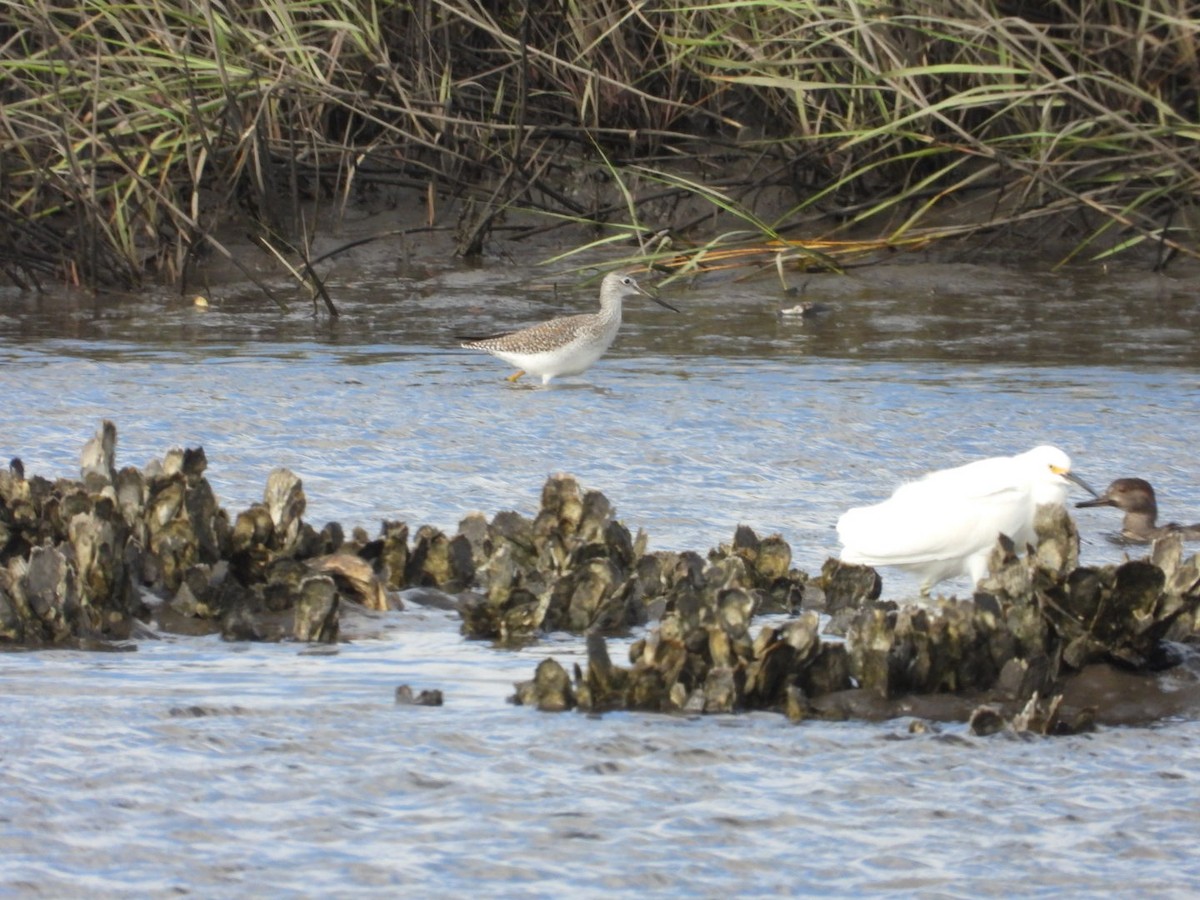 Greater Yellowlegs - ML646983959