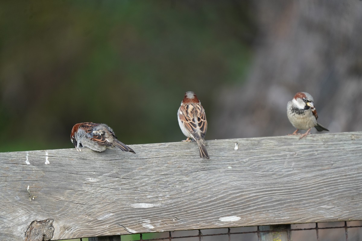 gråspurv - ML646983960