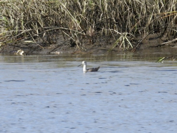 Greater Yellowlegs - ML646983961