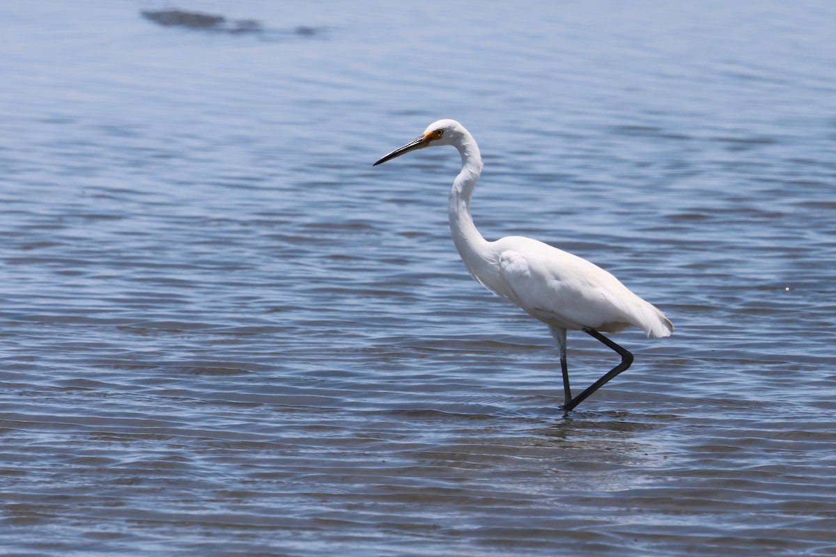 Little Egret - ML646983962