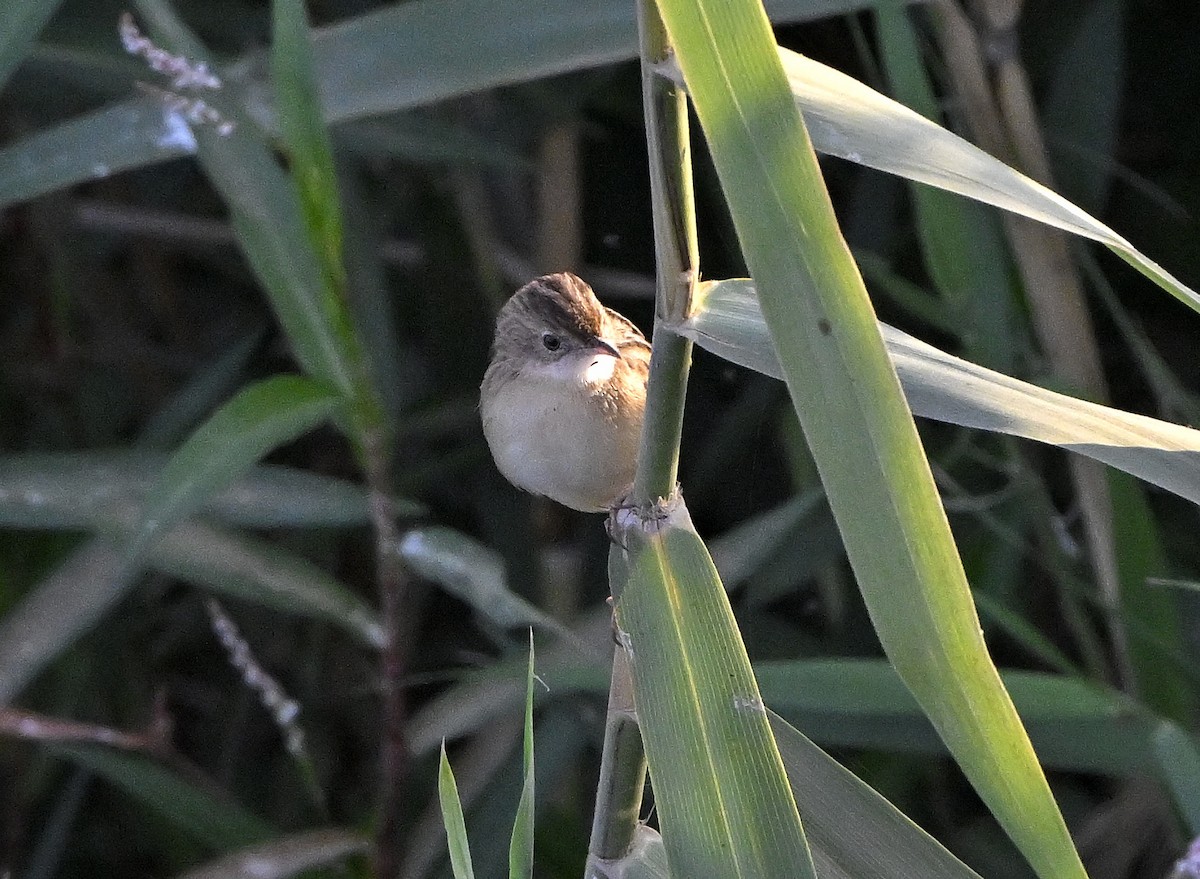 Zitting Cisticola - ML646983963