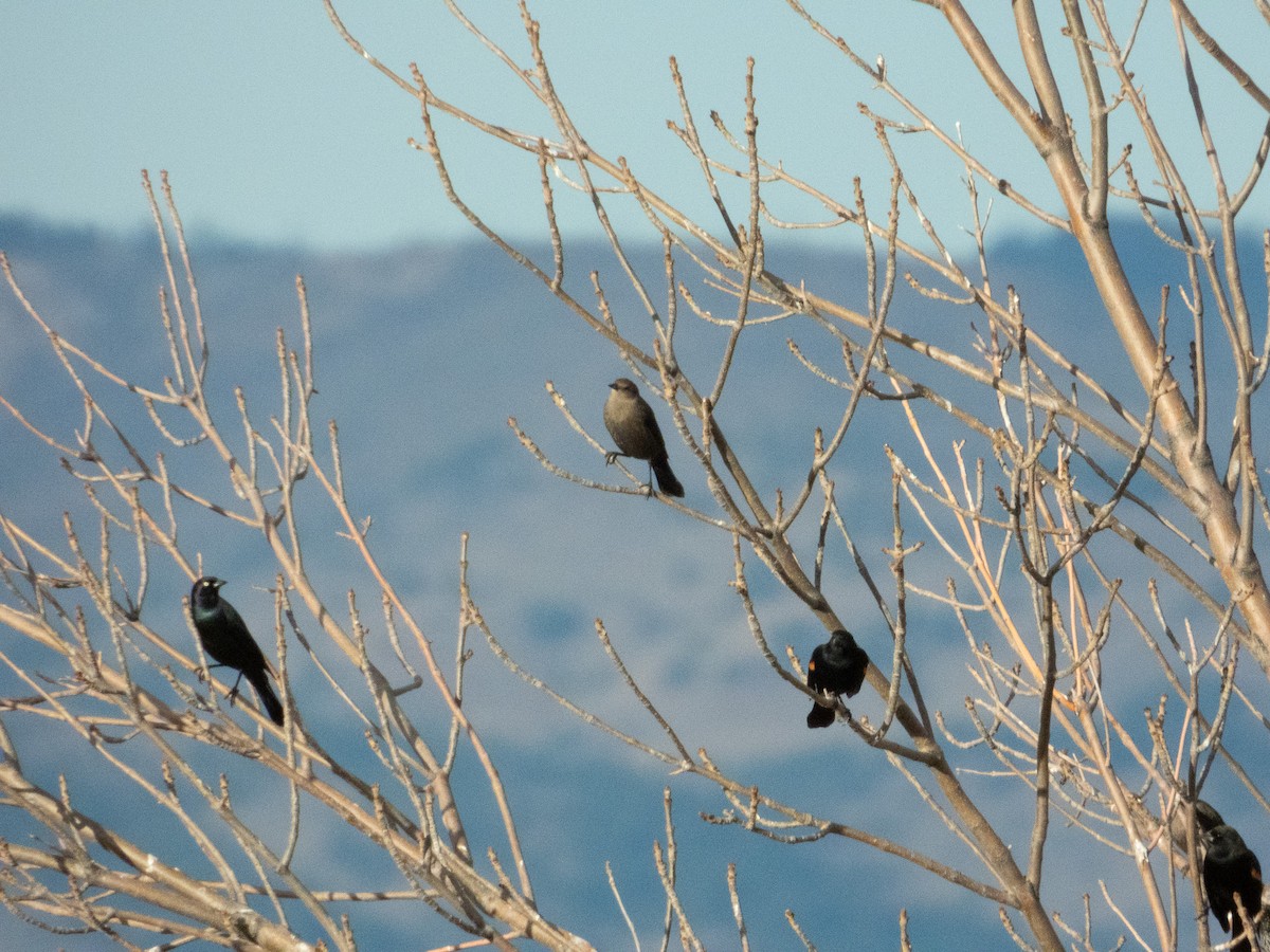 Brewer's Blackbird - ML646983964
