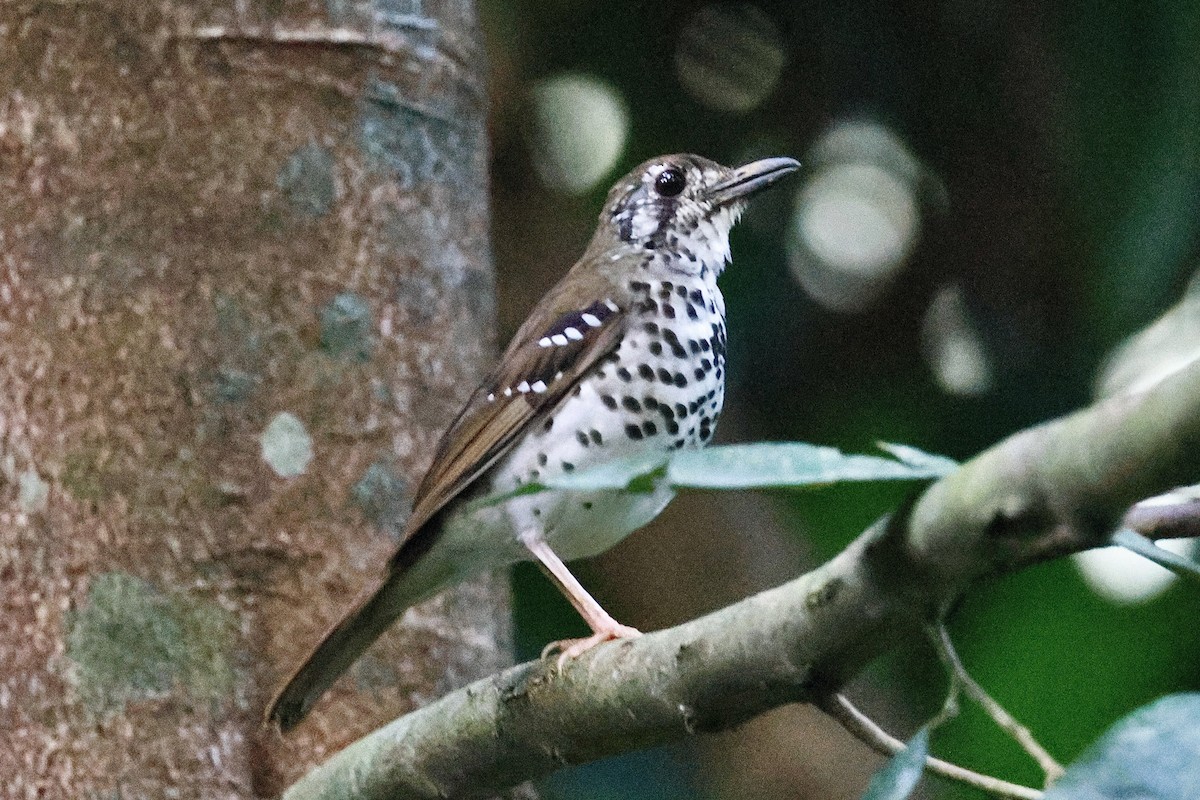 Spot-winged Thrush - ML646983965