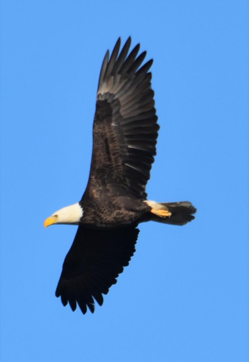 Bald Eagle - ML646983966