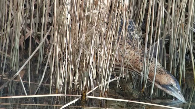 Butor étoilé - ML646983969