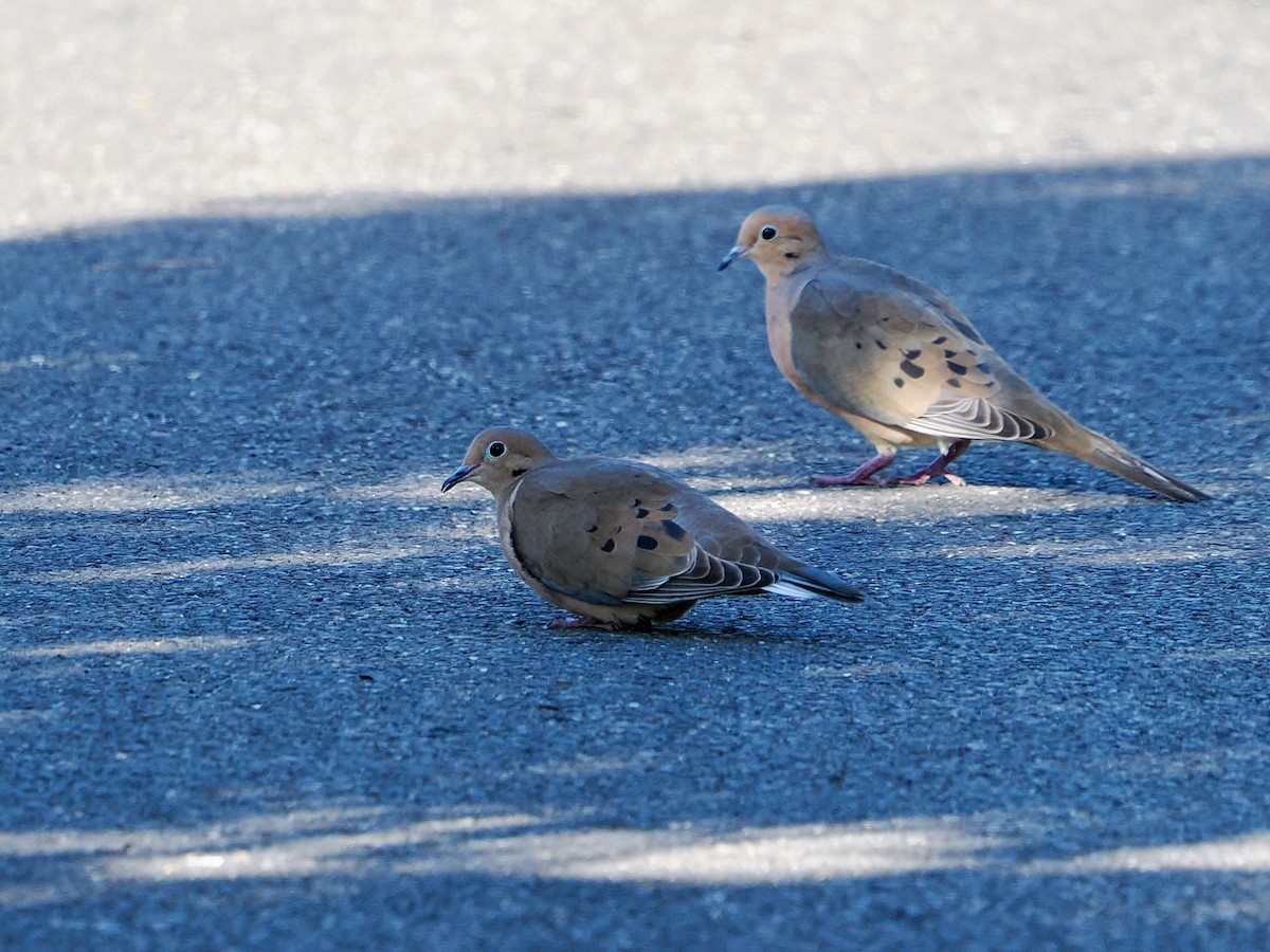 Mourning Dove - ML646983971