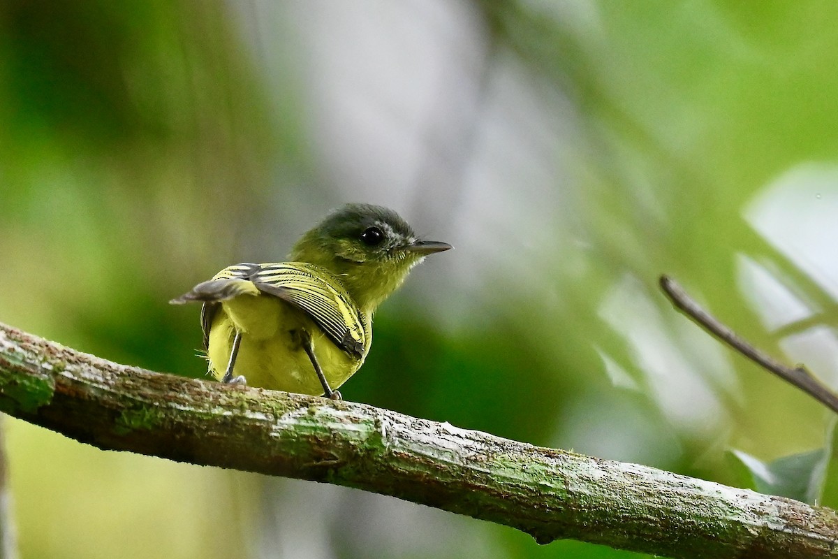 Antioquia Bristle-Tyrant - ML646983972