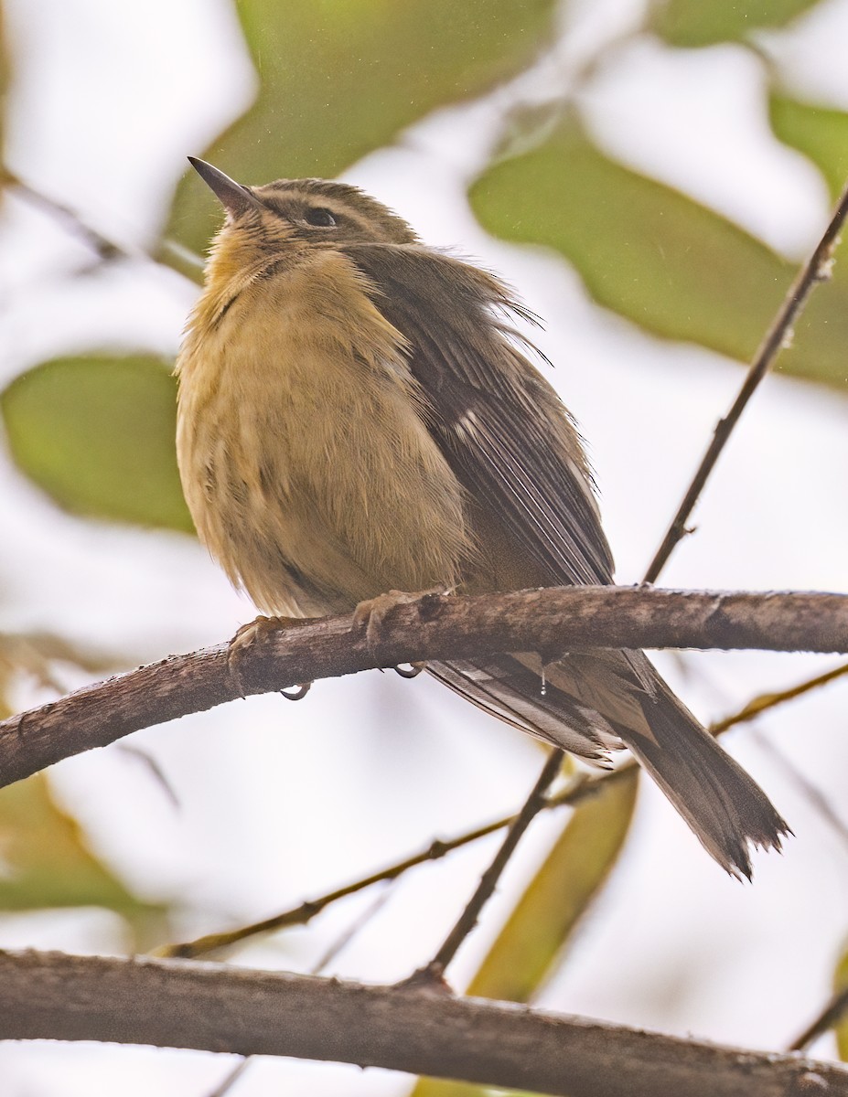 lesňáček modrohřbetý - ML646983973