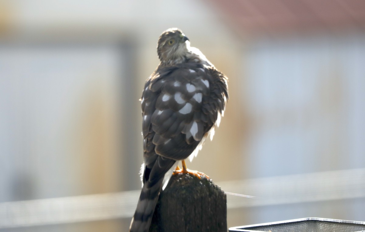 Sharp-shinned Hawk - ML646983974