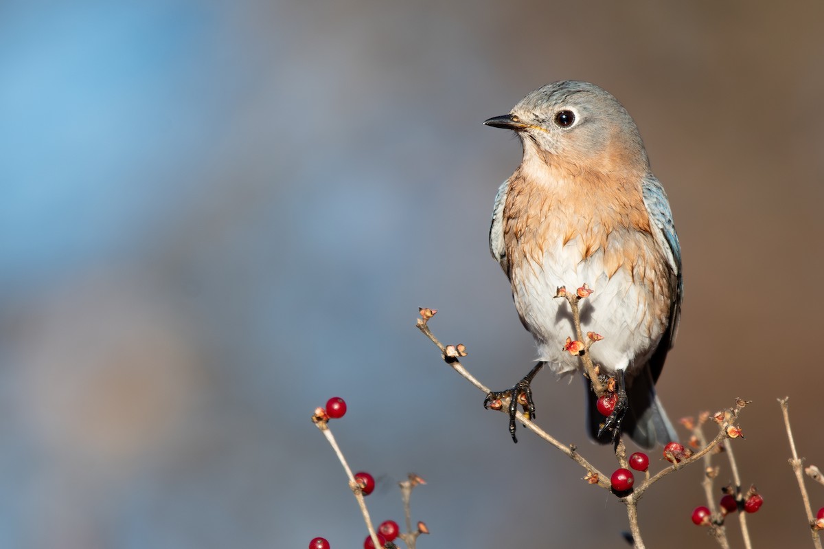 Eastern Bluebird - ML646983975