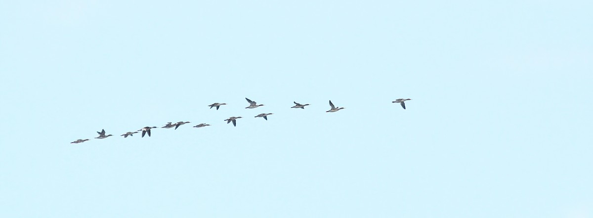 Red-breasted Merganser - ML646983976