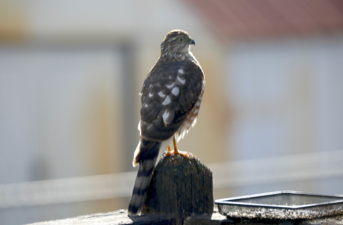 Sharp-shinned Hawk - ML646983978