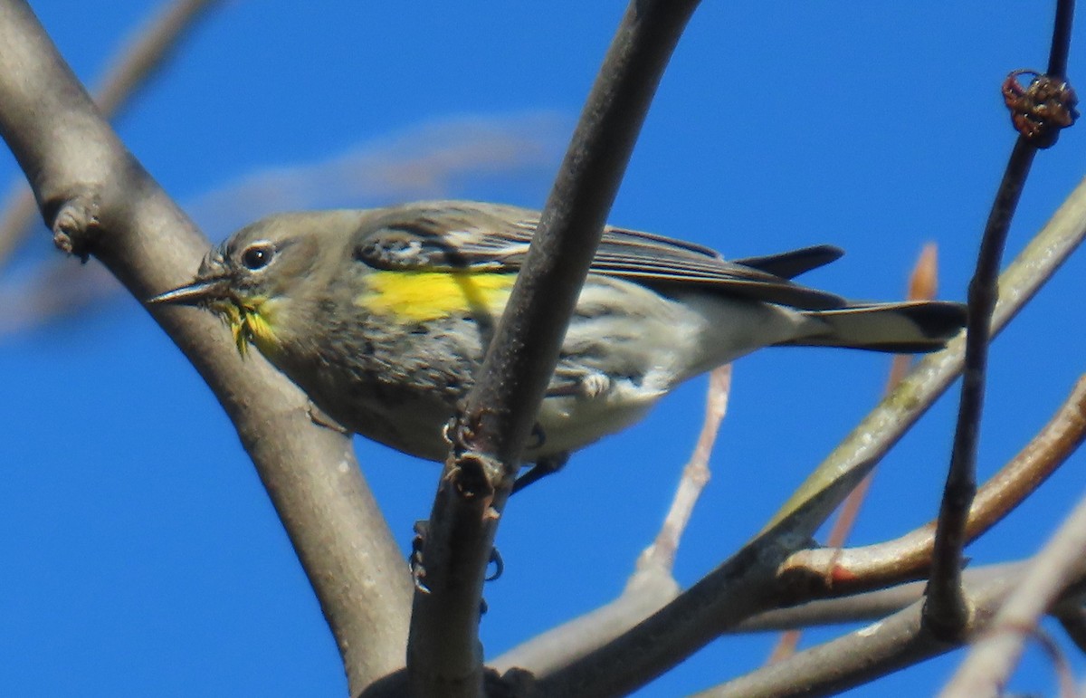 Yellow-rumped Warbler - ML646983979