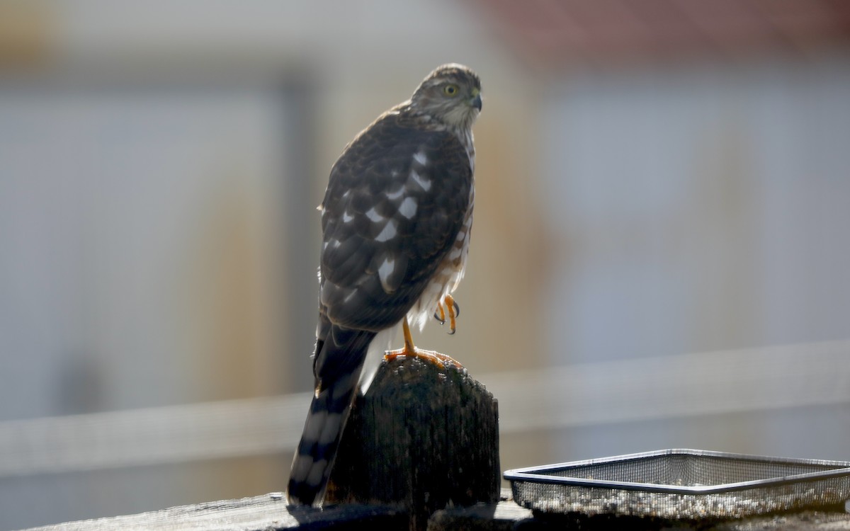 Sharp-shinned Hawk - ML646983982