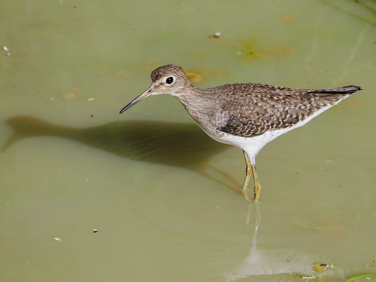 Solitary Sandpiper - ML646983983