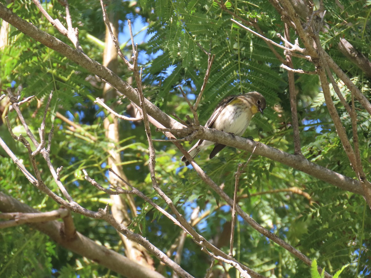 Yellow-rumped Warbler - ML646983984