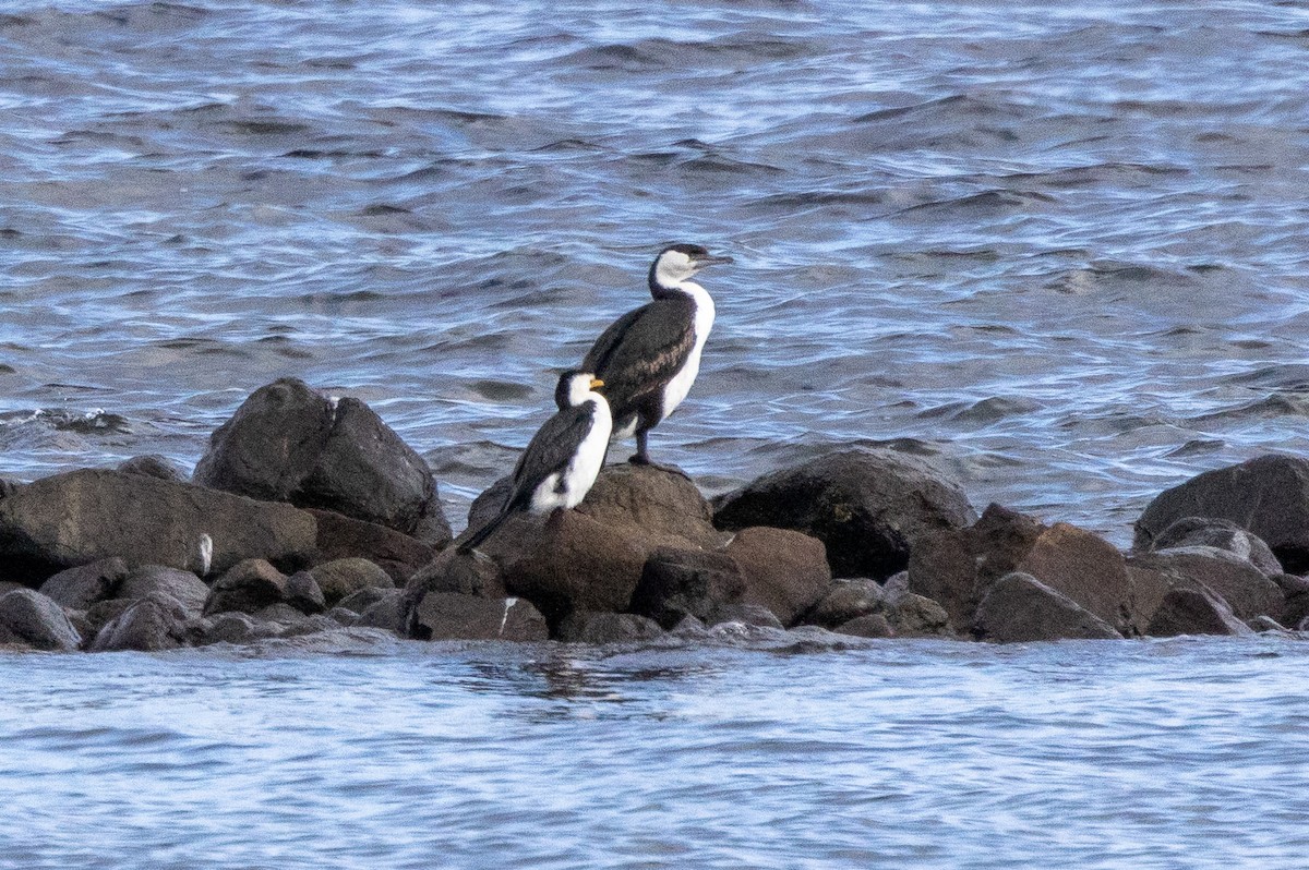 Black-faced Cormorant - ML646983985