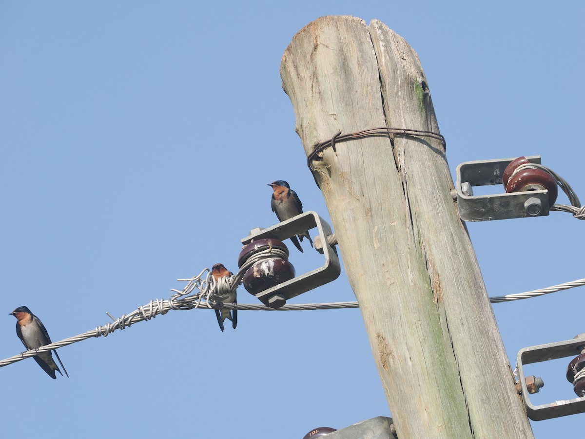 Golondrina Angoleña - ML646983986